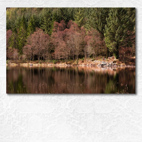 Silver birch trees reflected in a lake in the Eryri National Park, Wales