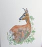 Roe Deer Greetings card - Image 3