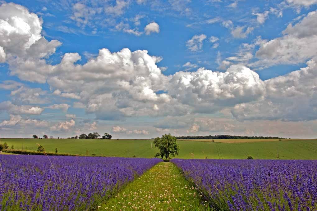 Lavender Field Purple Flowers Cotswolds UK Photograph Print