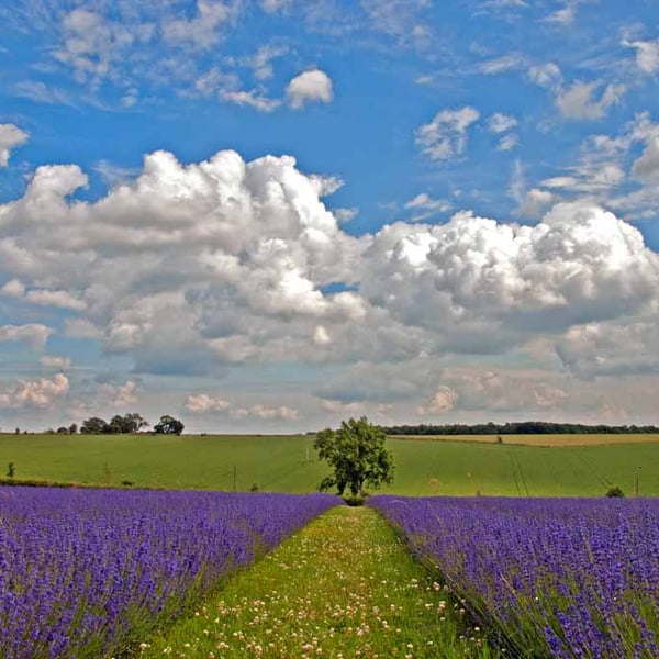 Lavender Field Purple Flowers Cotswolds UK Photograph Print