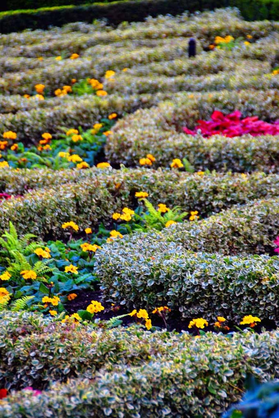 Regent's Park Gardens London England UK Photograph Print