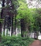 2 x 10" x 8" Mounted Photos - Trees - Image 2