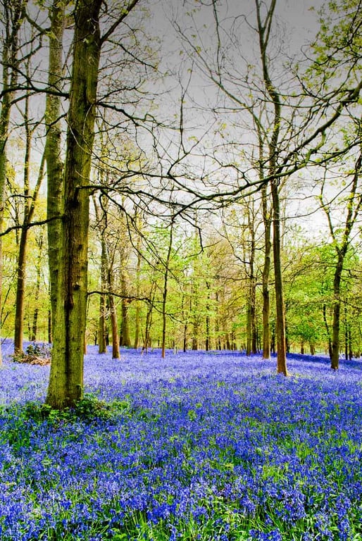Bluebell Woods Bluebells Greys Court Oxfordshire UK 12"x18" Print