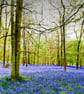 Bluebell Woods Bluebells Greys Court Oxfordshire UK 12"x18" Print - Image 1
