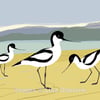 Avocets. Print. Digital illustration. Coastal. Birds. Wildlife
