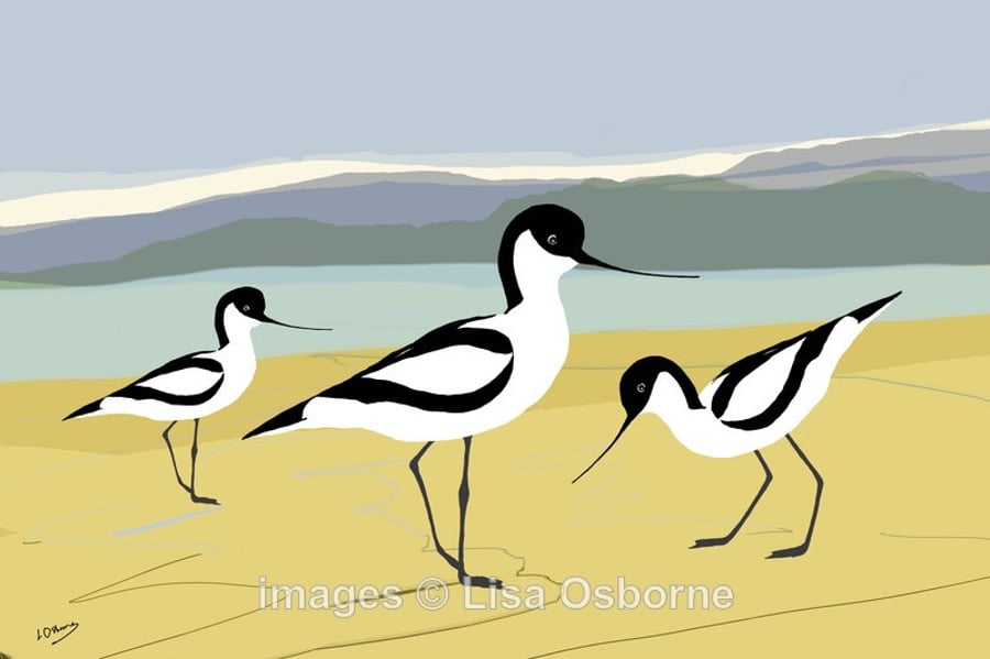Avocets. Print. Digital illustration. Coastal. Birds. Wildlife