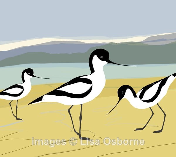 Avocets. Print. Digital illustration. Coastal. Birds. Wildlife