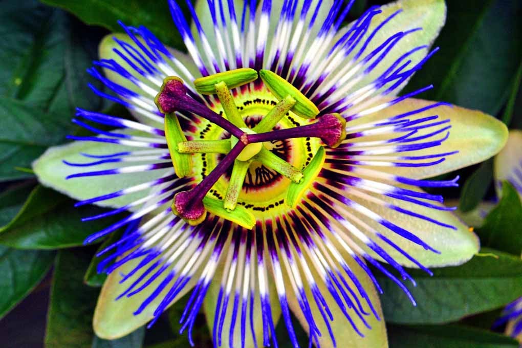 Passion Flower Summer Flowering Plant Photograph Print