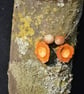 Nectorine and wooden beads necklace. - Image 1