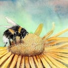 Limited edition 7 x 5 mounted prints of my watercolour painting of "Summer Bee"