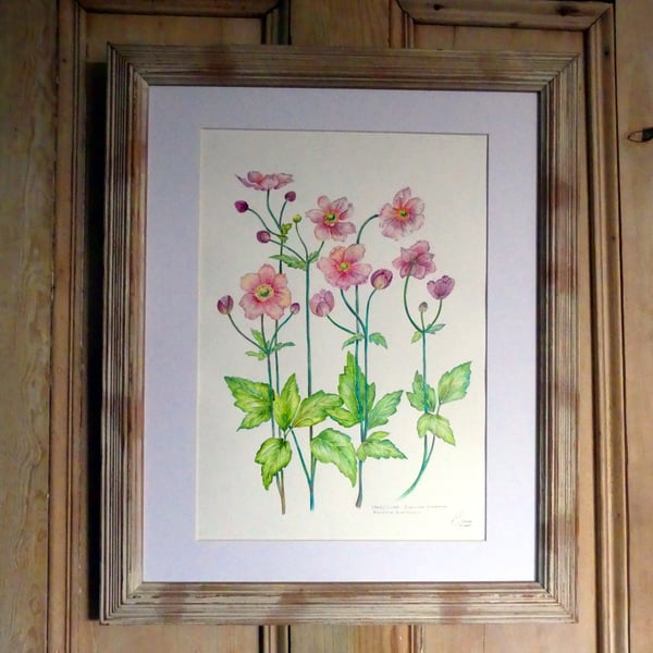  Framed  Botanical Watercolour Original Painting of Anenome Pink Flowers