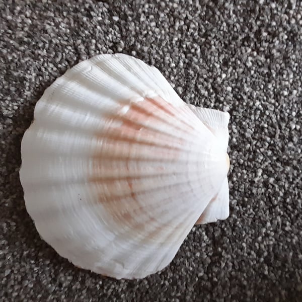 Scallop Shell Trinket Dish