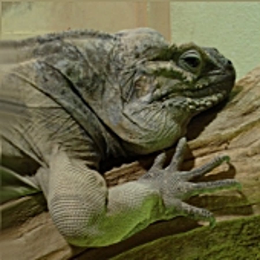 Iguana
