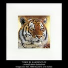 'TIGER' Limited Edition Print