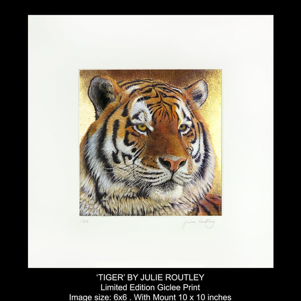 'TIGER' Limited Edition Print