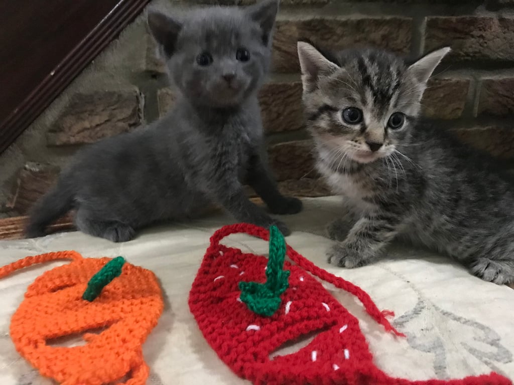 Rabbit,strawberry,dinosaur,heart,pumpkin, pom pom,camo hat,rainbow small dog cat