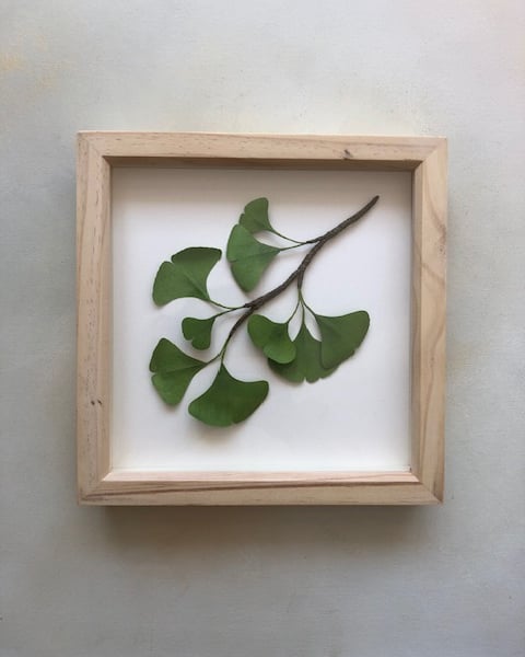 Paper ginkgo branch in frame