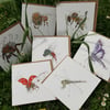 Insects Collection x 7 cards 