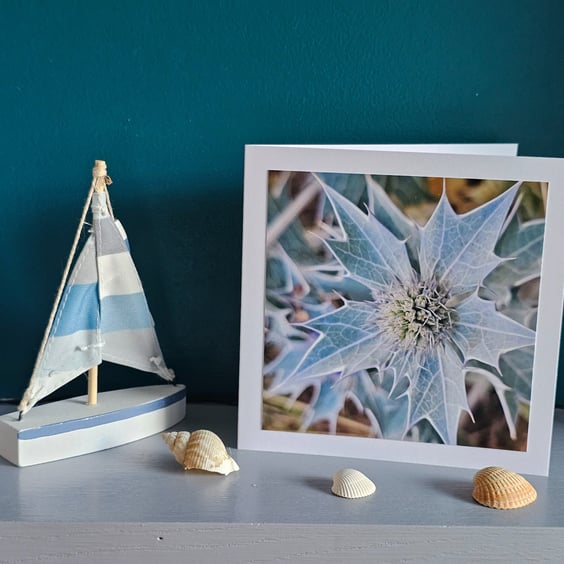 Seaholly Seashore Plant Large Photographic Card Size 6" x 6"