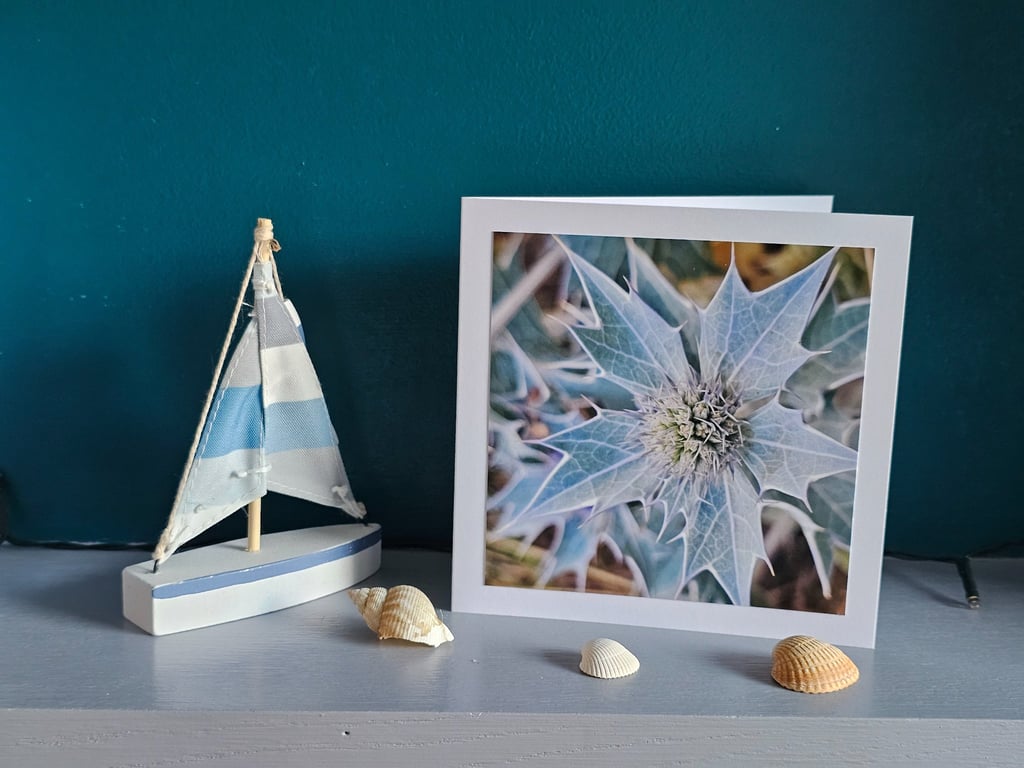 Seaholly Seashore Plant Large Photographic Card Size 6" x 6"