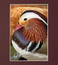 CJ050 - Mandarin Duck - Image 3