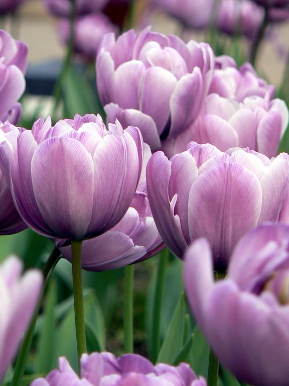 Tulips