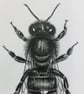 Black bee card - UK native & endangered honey bee - Image 3