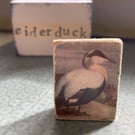 Eider Duck - Wooden Bird Block Brooch