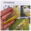 One fused glass greenfinch, British garden bird