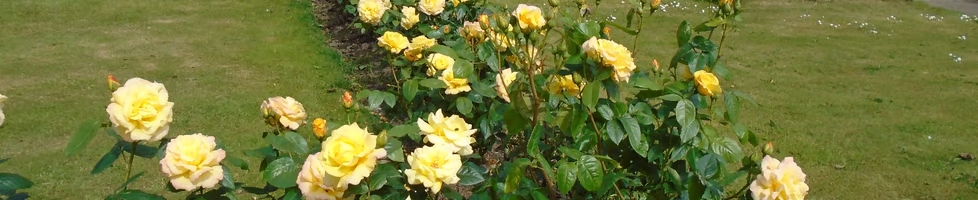 Diane's Rose Garden