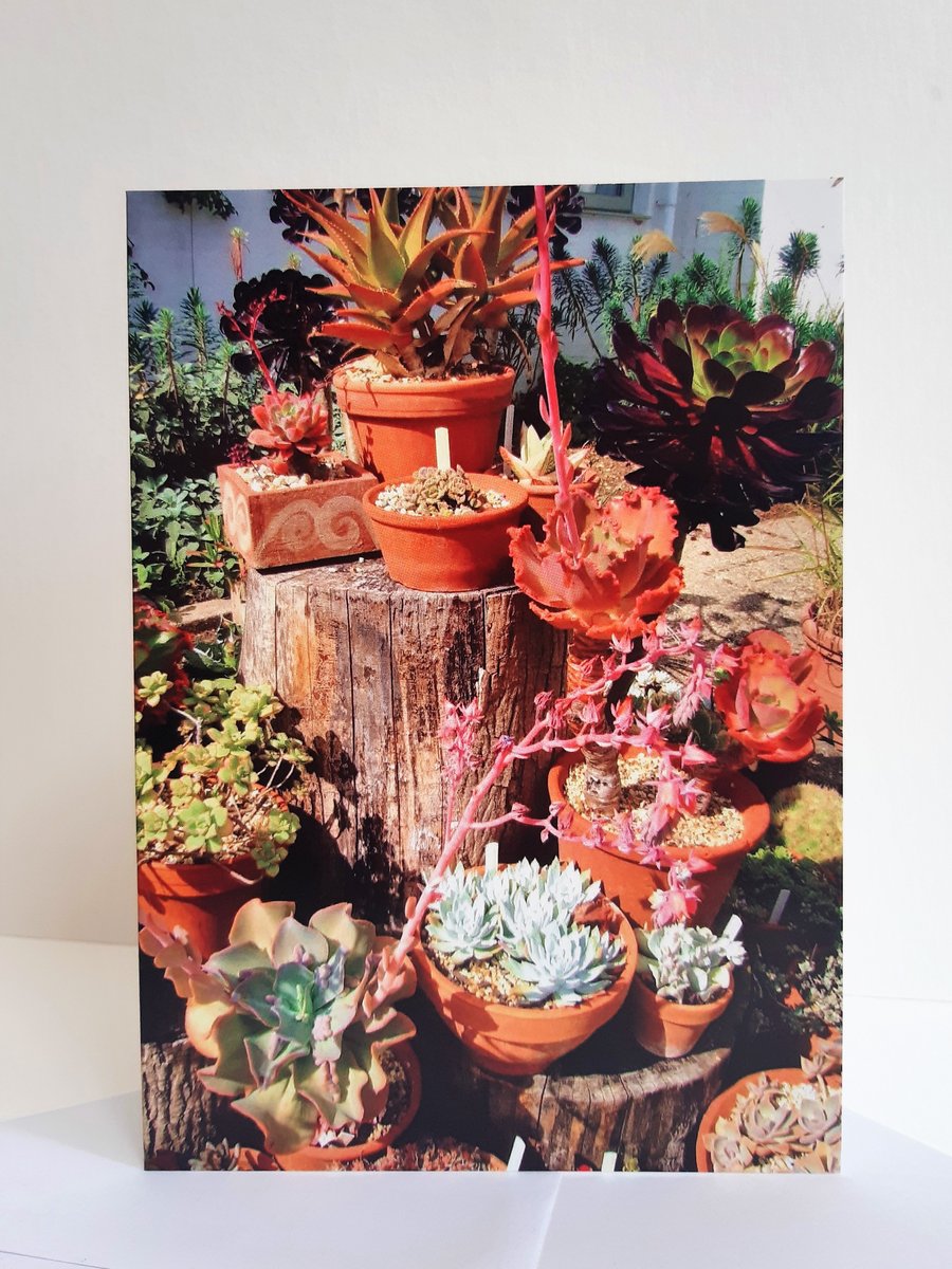 Succulent plants at Beth Chatto gardens - greeting card