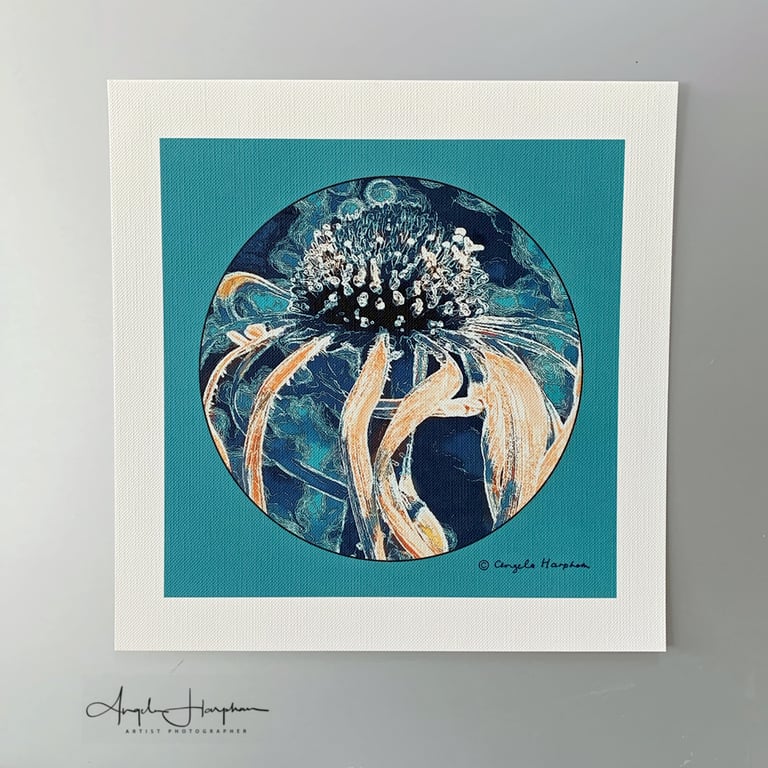 Colour Photograph - Square - Fine Art - Arts and Crafts Style - Echinacea