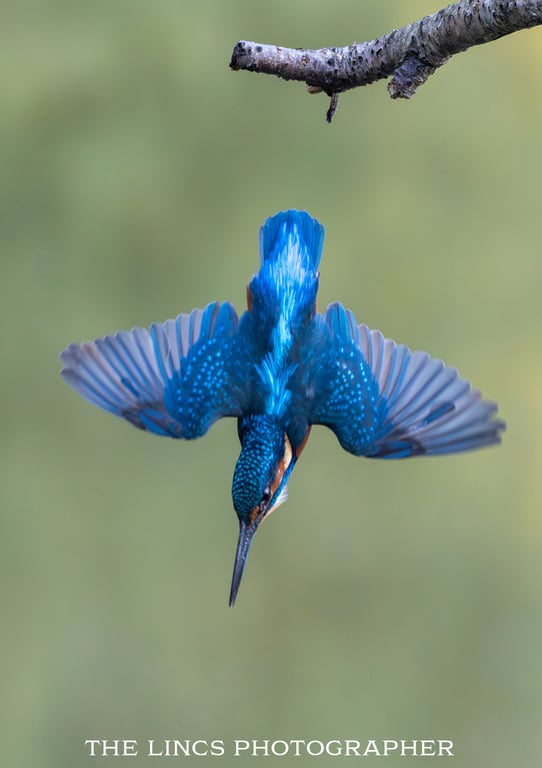 Kingfisher print (Limited edition of 10)