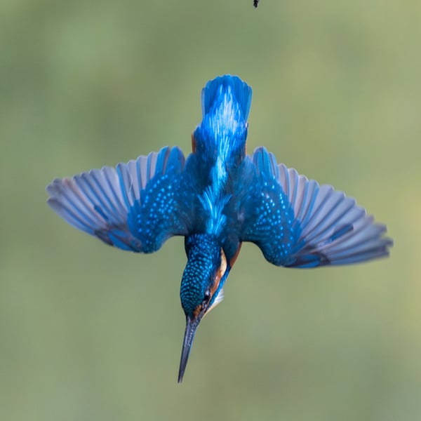 Kingfisher print (Limited edition of 10)