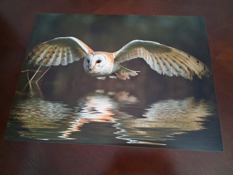 FLYING OWL PHOTOGRAPH 16x12
