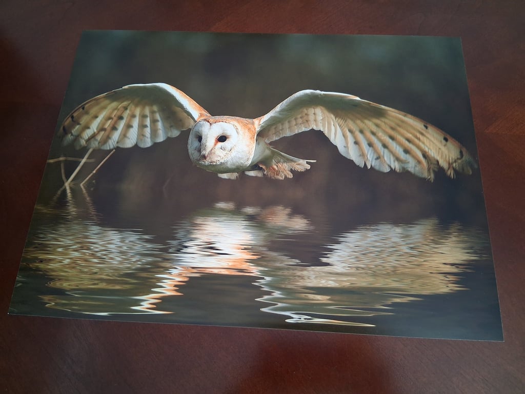 FLYING OWL PHOTOGRAPH 16x12