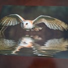 FLYING OWL PHOTOGRAPH 16x12