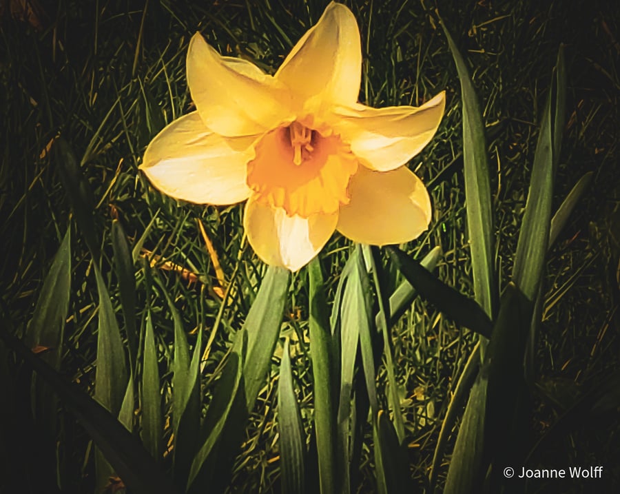 Photographic Image of a Daffodil, for Wall Art