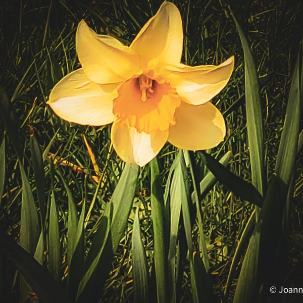 Photographic Image of a Daffodil, for Wall Art