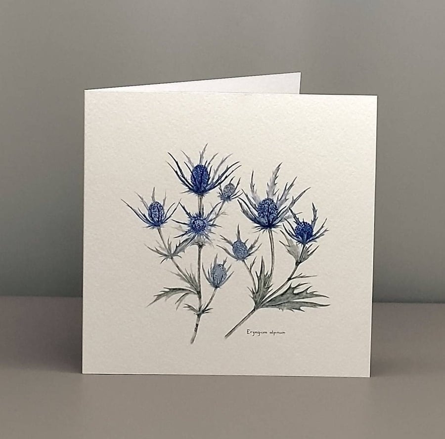 Blank greetings card from our original watercolour painting of Eryngium alpinium