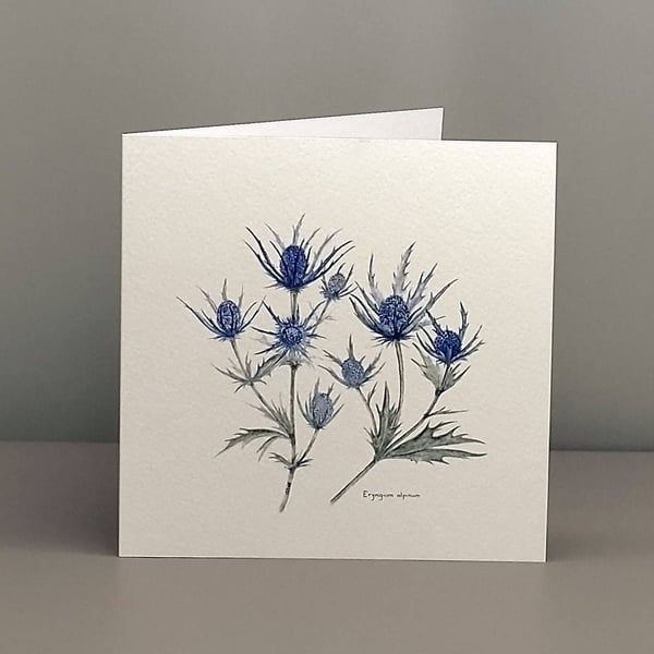Blank greetings card from our original watercolour painting of Eryngium alpinium