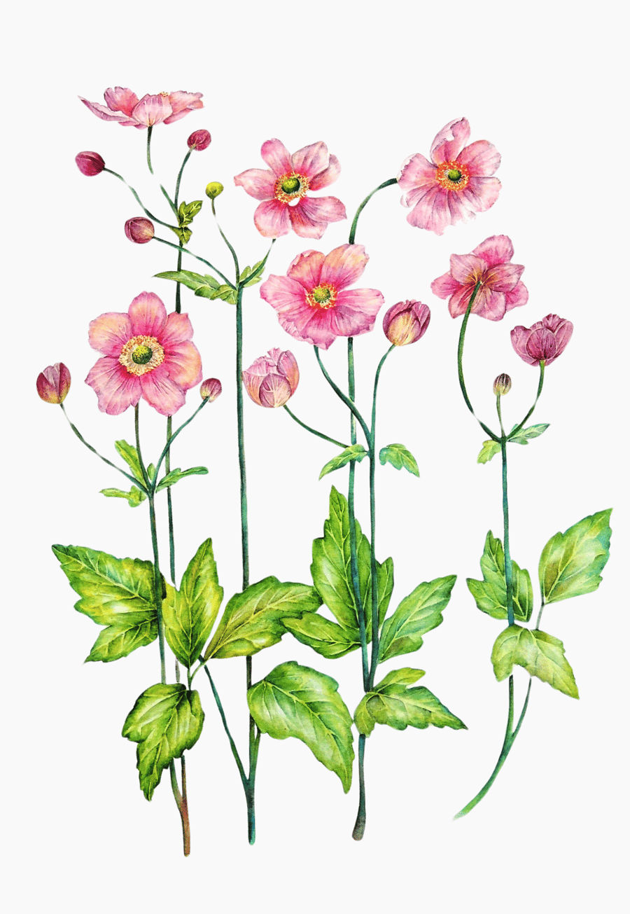 Flowers Botanical Watercolour Original Painting of Anenome Pink Flowers