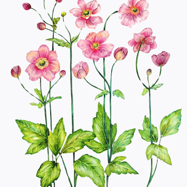 Flowers Botanical Watercolour Original Painting of Anenome Pink Flowers