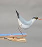 Pecking peg bird - Image 2