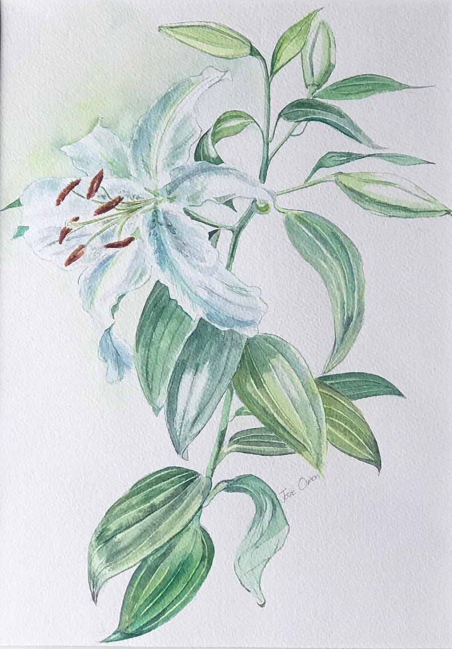 Original Floral Watercolour Painting, Lily, with Mount