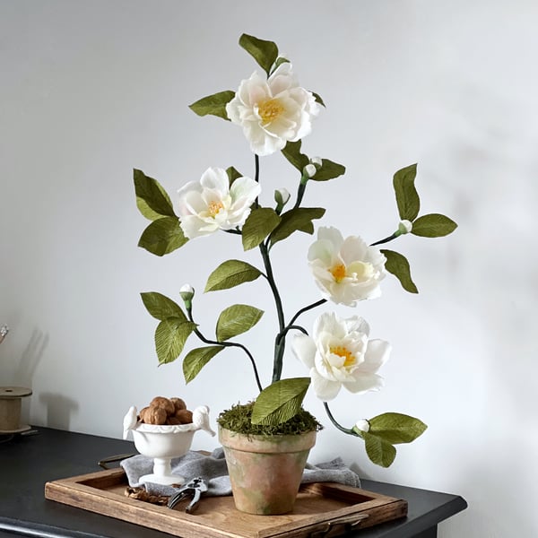 Paper Camellia Plant