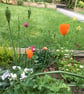 Summer Garden - Original print - Image 9