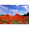 'Reaching for the Sky' Greeting Card - Field of Poppies - Poppy Card - Free P&P