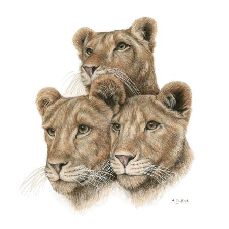 Lion Cubs Fine Art Print
