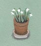 First Snowdrops Of Winter - Image 1